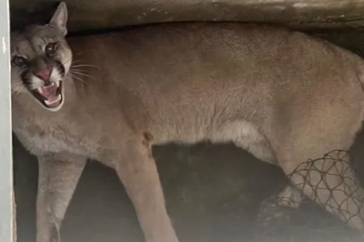 Cougar liberado em Santa Fé. surpreendeu uma família, capturaram e soltaram no campo