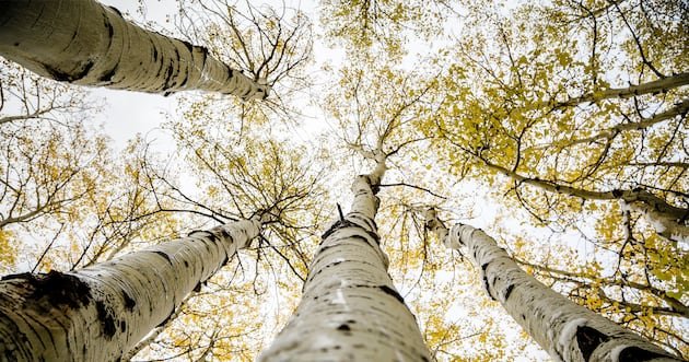 Crossbill em Baker Spring – Deseret News