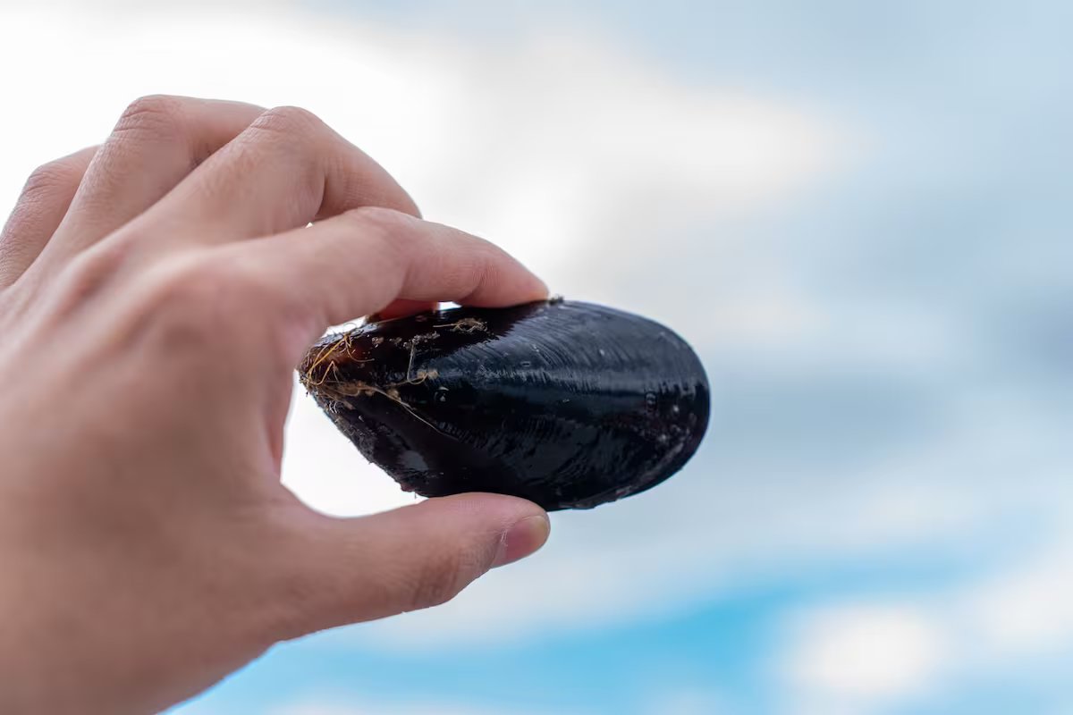 De forragem a pescador. – A NAÇÃO