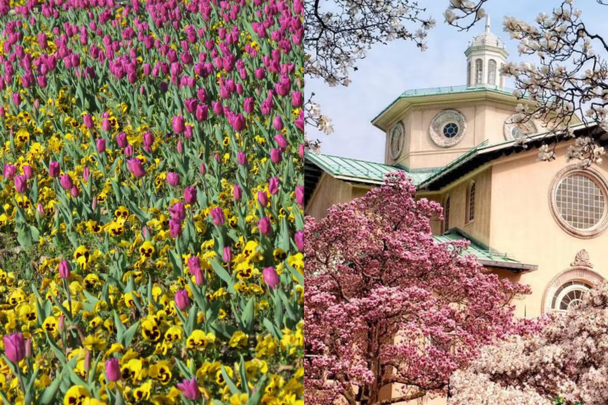 De tulipas a cerejeiras. Quando e onde ver as melhores flores da primavera nos EUA?