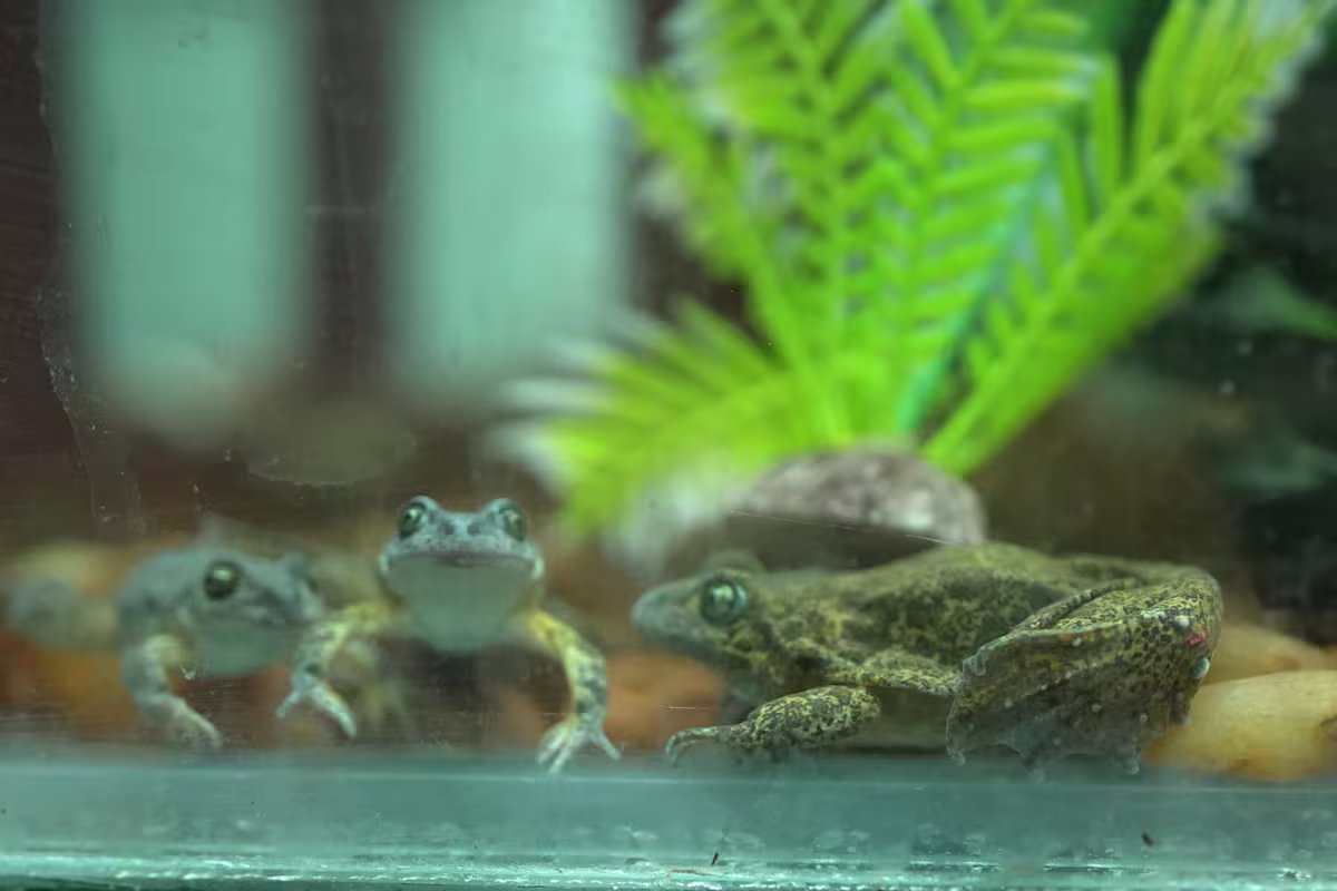 Dia internacional dos anfíbios. projeto que busca salvar o sapo patagônico da extinção