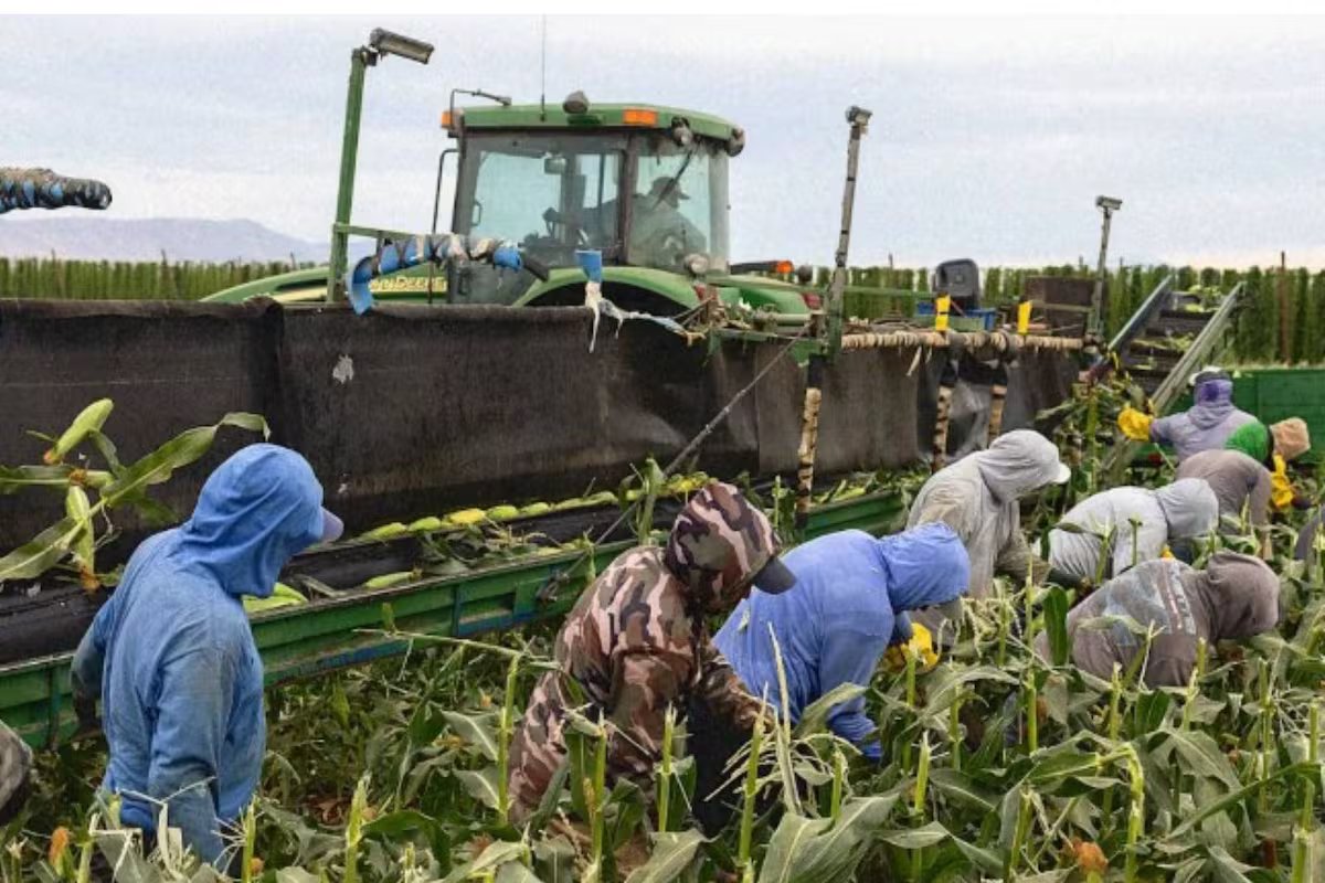 Eles ameaçam ligar para o ICE. A queixa perturbadora dos trabalhadores agrícolas da Califórnia