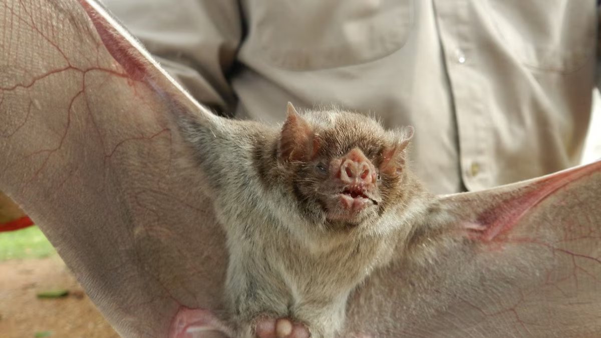 Eles confirmaram dois casos de paresia e raiva em bovinos e Senasa aconselhou o que fazer.