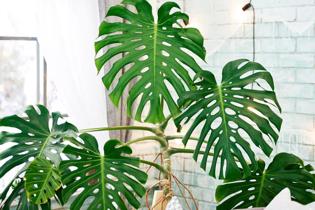 Estas quatro plantas domésticas não precisam estar no solo para crescer