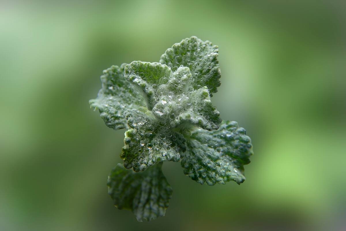 Grama de sapo, que melhora a digestão e reduz a inflamação no corpo