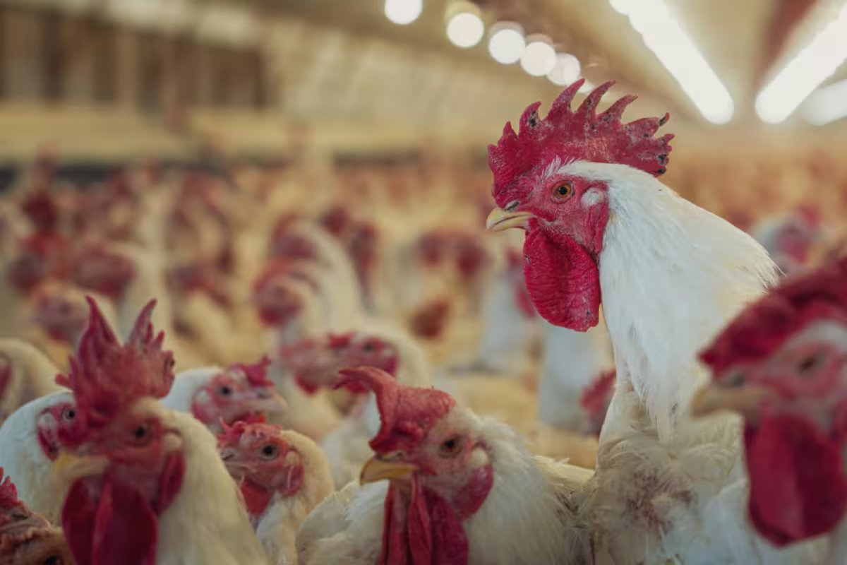 Gripe aviária. – A NAÇÃO