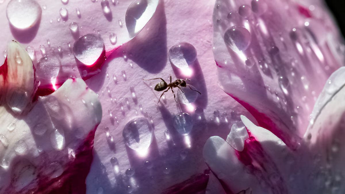 Guardiões de uma gota d’água. Hooke, Leeuwenhoek e o fascínio dos primeiros microscópios