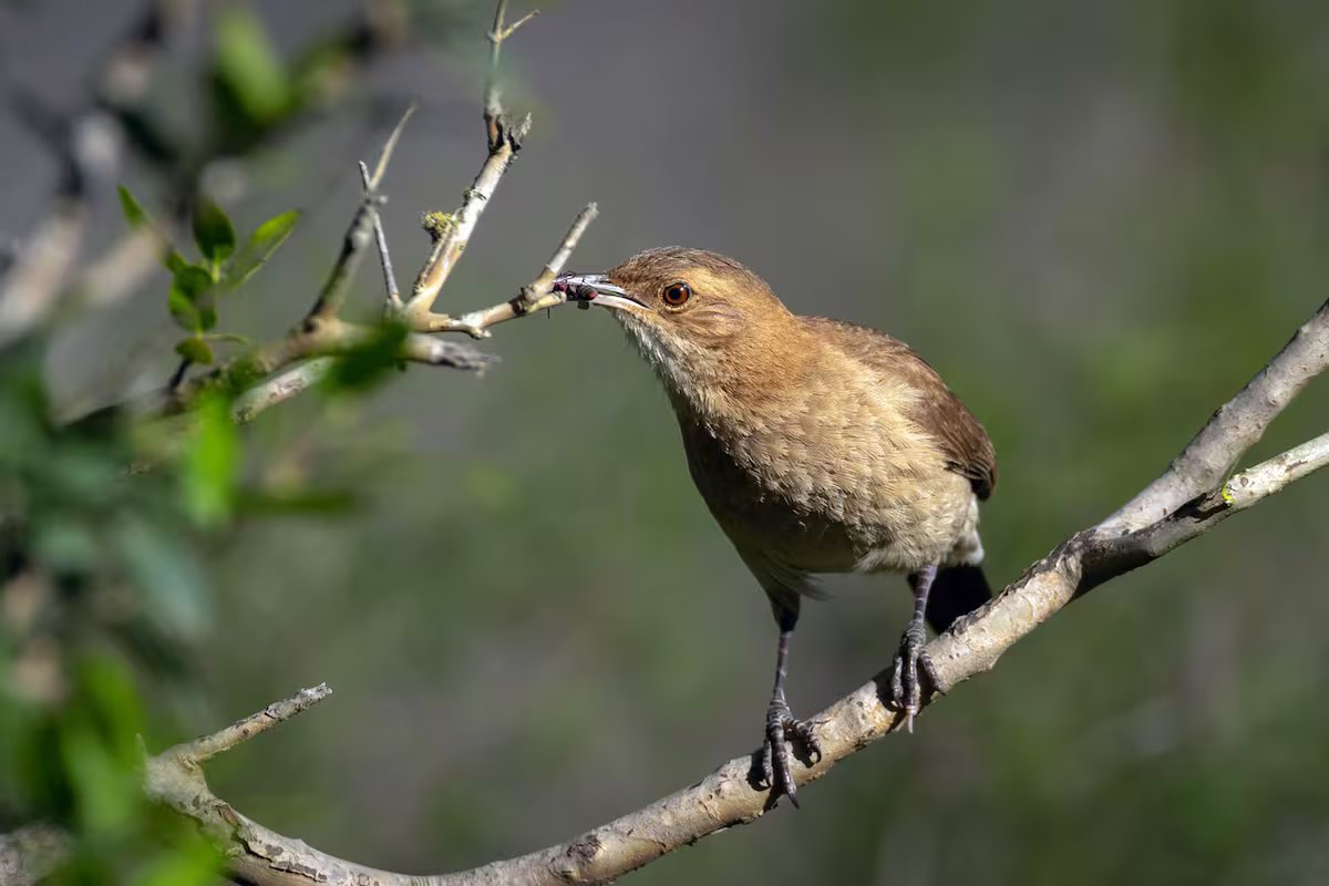 Nem o sol nem os inimigos. por que os fornos movem a porta do ninho?