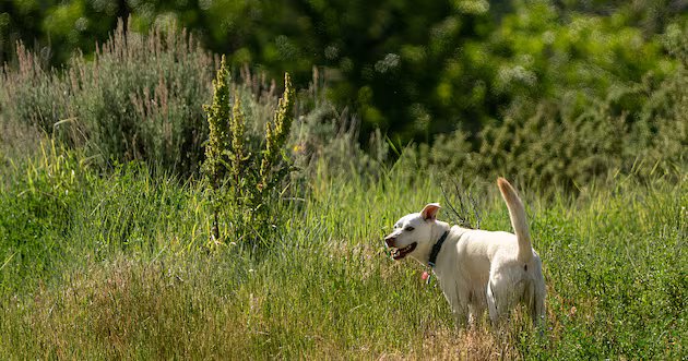 O novo medicamento da Loyal visa prolongar a vida dos cães – Deseret News