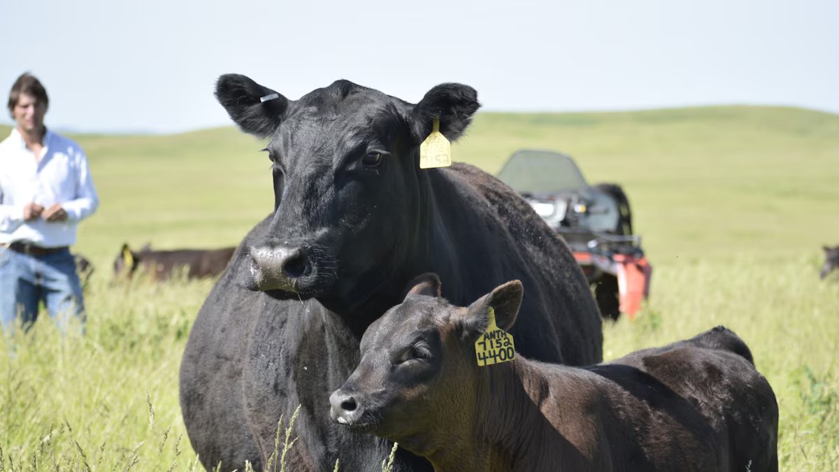 O que acontecerá com os preços do gado após máximas históricas?