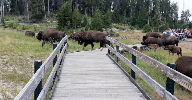 O que o orçamento proposto por Trump significaria para terras públicas – Deseret News