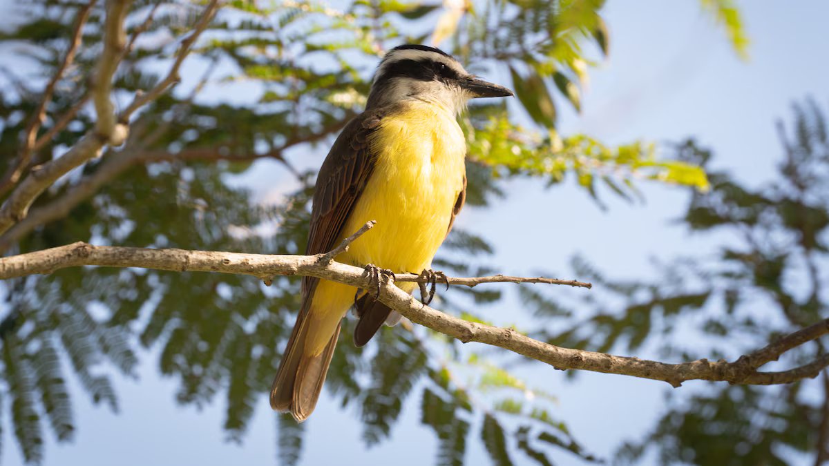 O que significa ouvir benteveos em sua casa ou jardim e por que é um bom sinal?
