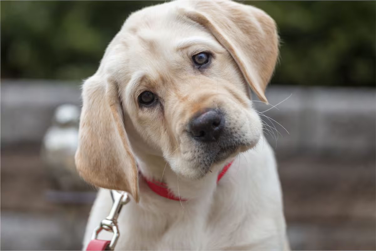 O que significa quando um cachorro vira a cabeça quando você fala com ele?