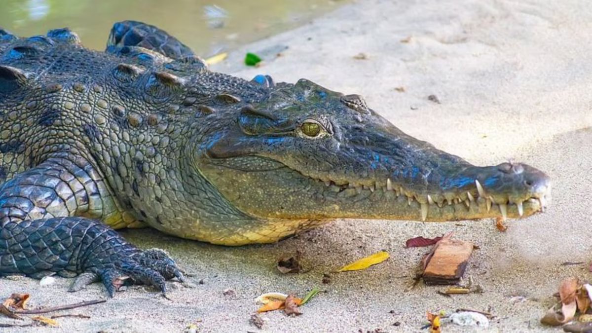 O que significa sonhar com crocodilos?