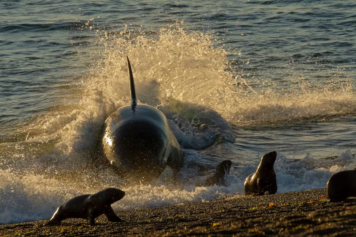 Orcas na Península Valdés. ataques chocantes a leões marinhos únicos no mundo