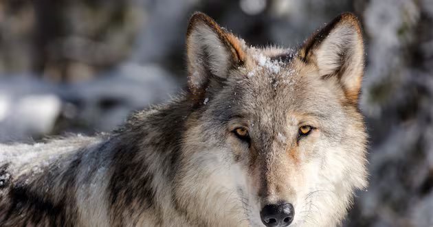Os lobos são uma espécie em extinção? – Notícias Deseret