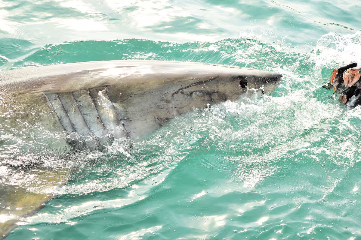 Os pescadores viveram um momento de pânico. um grande tubarão branco de cinco metros nadou ao redor deles
