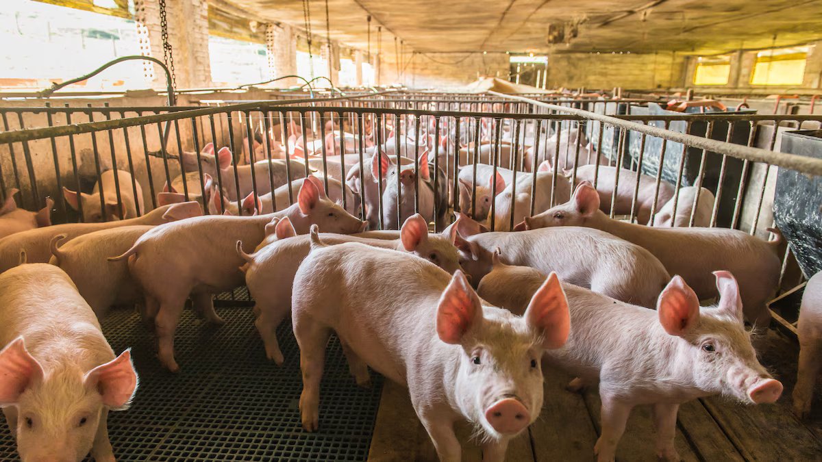 Pesquisadores usam exossomos de esperma de porco para tratar tumores de retina sem perfurar o olho