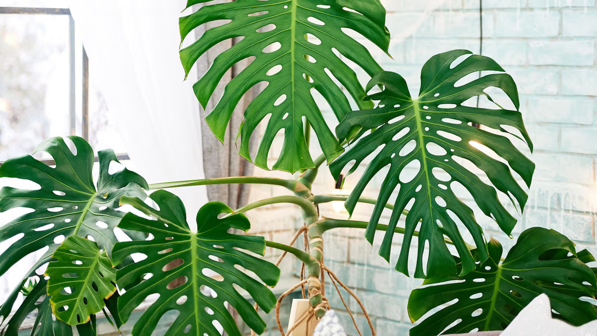 Quatro plantas de interior que podem viver na água. é assim que se transforma uma casa “verde” sem solo