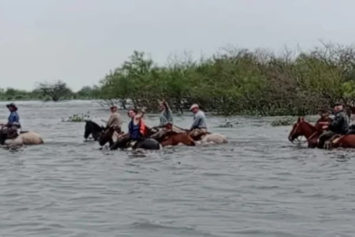 Região alagada tem mais de 400 mil cabeças de gado e alertam que vai chegar mais água