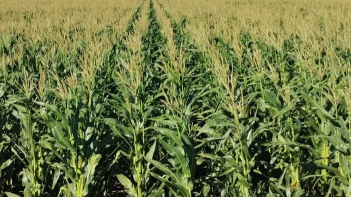 Safra de milho atingirá 67 milhões de toneladas, superando em muito a soja