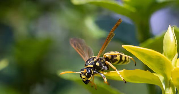 Sinais de alerta precoce e prevenção para manter sua família segura – Deseret News