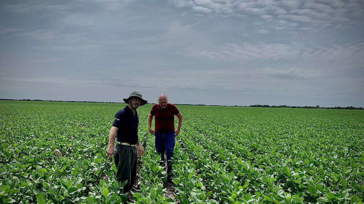 Soja perdeu três milhões de hectares na última década