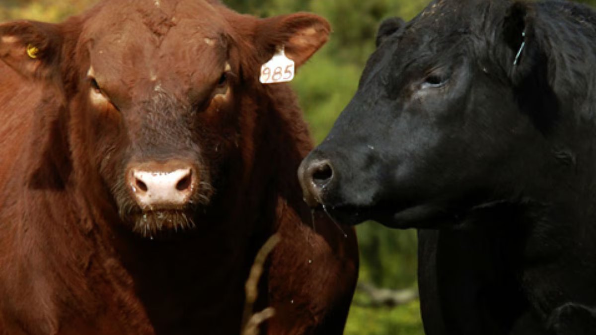 Um especialista falará sobre o trabalho reprodutivo dos touros