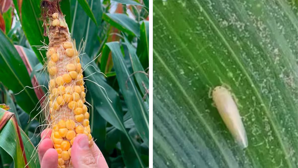 Uma incrível extensão de uma temida praga às culturas