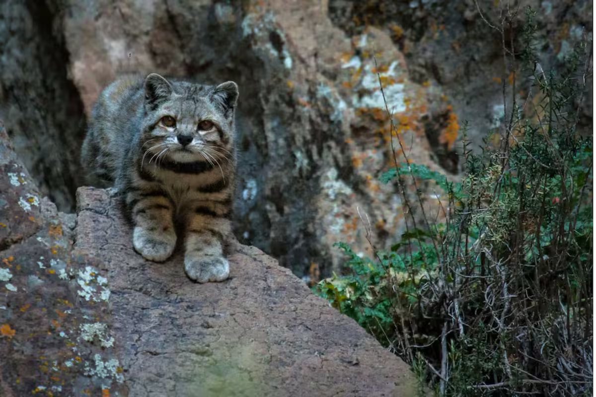 “O fantasma dos Andes” reaparece em Mendoza. uma descoberta que dá esperança aos cientistas.