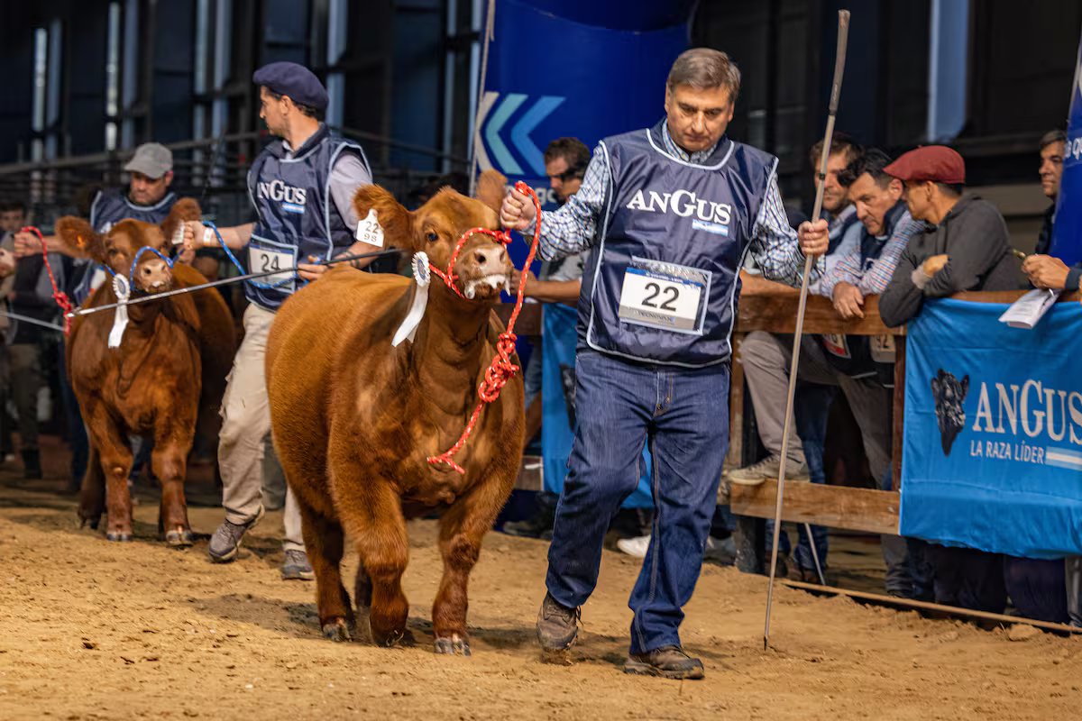 A Fall Angus Week começa com mais de 1.000 criadores presentes