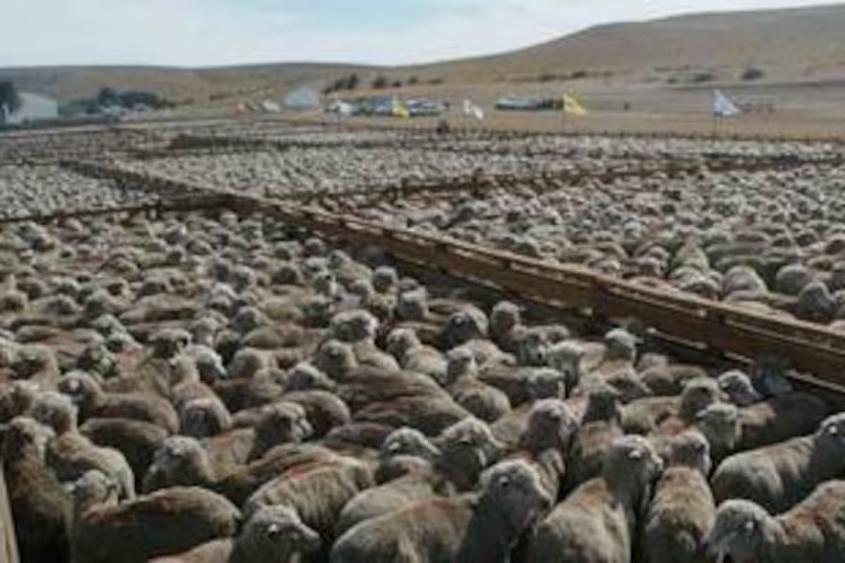 “A compressão é urgente”. continua suspendendo a exportação de carne ovina para o Brasil
