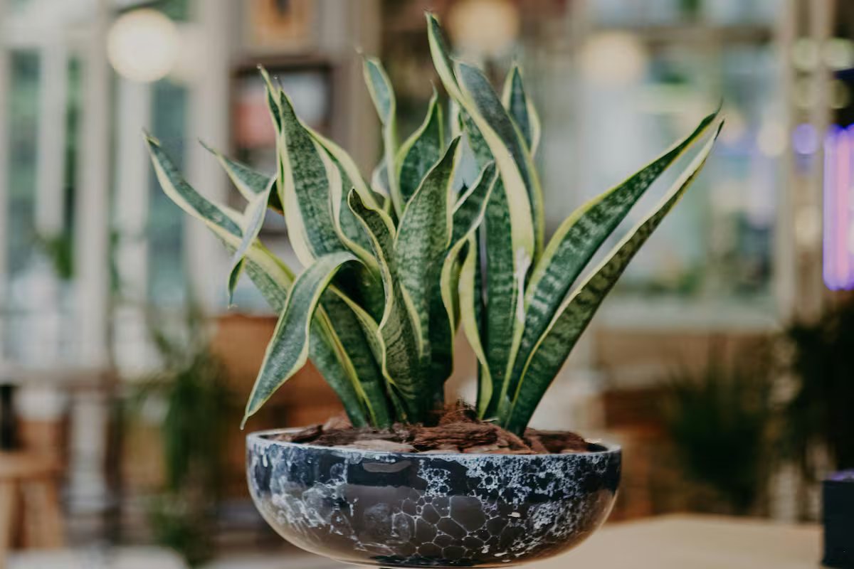 A especialista em decoração sobre a língua da sogra. “É uma planta muito mais poderosa do que parece”