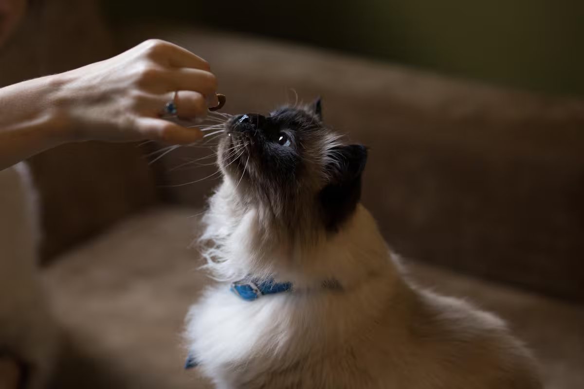 Alimentos destinados ao consumo humano que podem pôr em perigo a saúde do seu gato