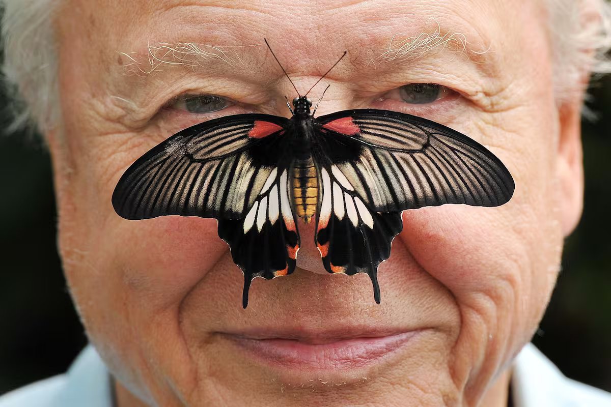 Apresentador da BBC David Attenborough. como ele se tornou um ambientalista de um observador