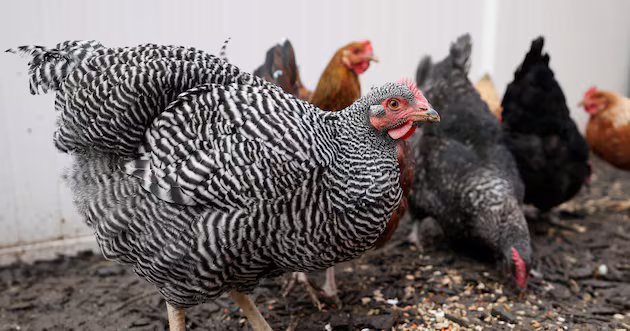 As leis da Califórnia afetam os agricultores de Utah