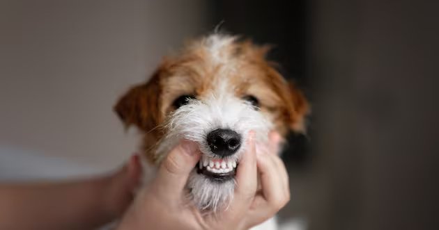 Cientistas desenvolvem spray para mau cheiro de cachorro – Deseret News
