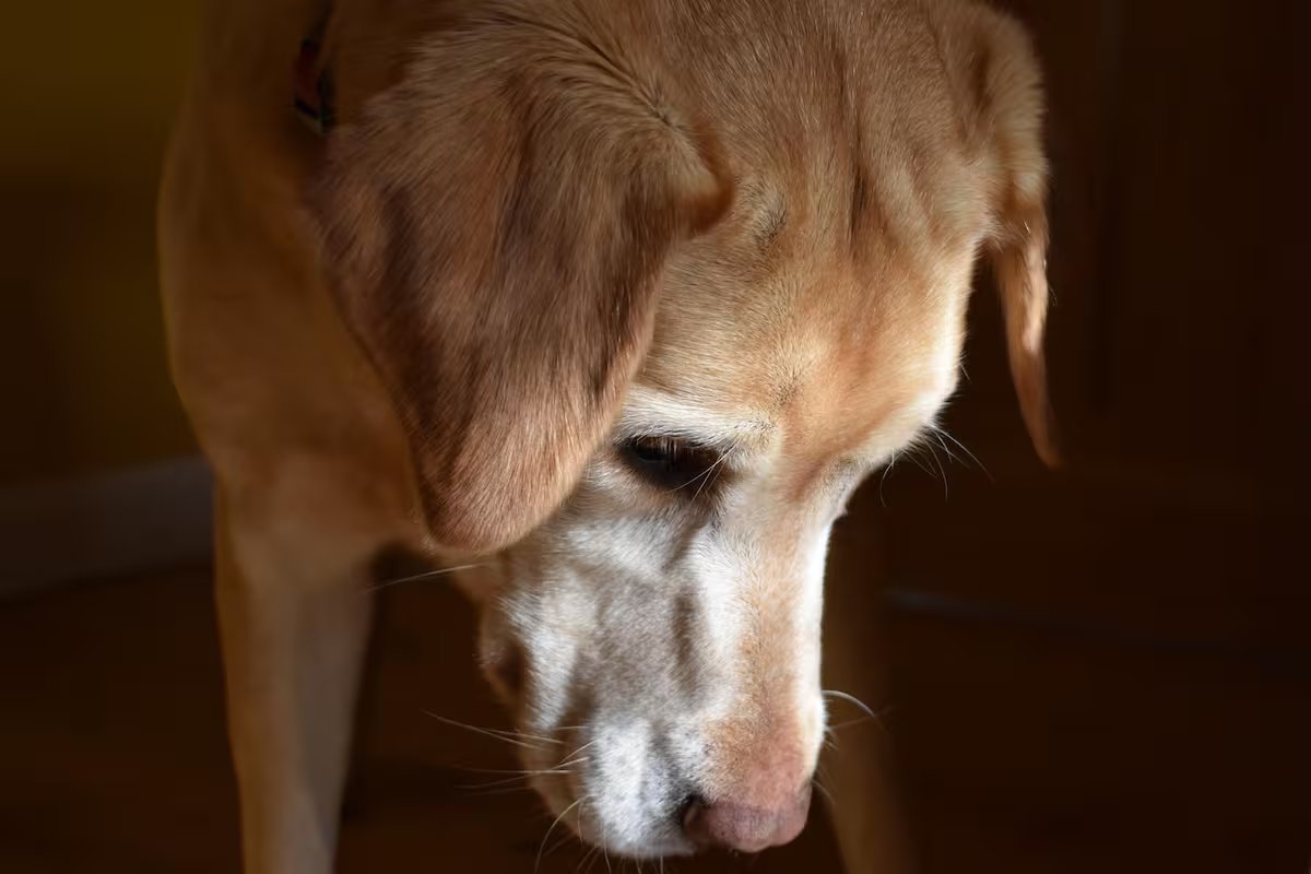 Como saber se o seu cachorro entrou na “terceira idade” e as mudanças urgentes que você precisa fazer em casa
