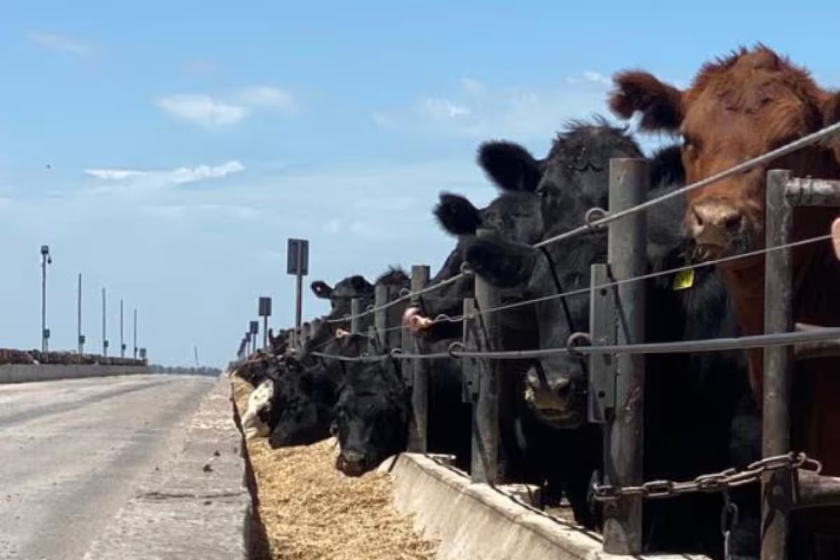 Crescimento. Com 2,1 milhões de currais, as terras agrícolas experimentam intensa atividade e baixos rendimentos