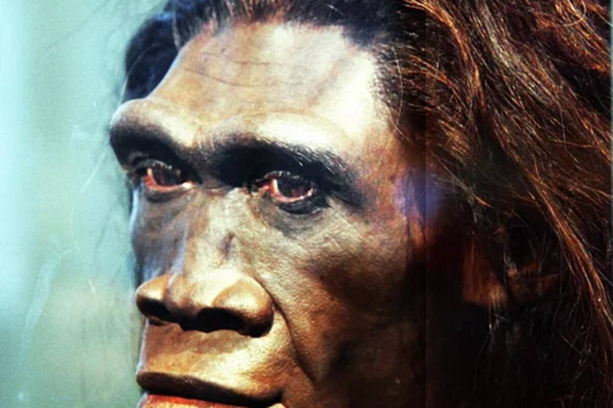 Descoberta na China sugere que Homo erectus e denisovanos cruzaram e deixaram marcas genéticas em humanos modernos