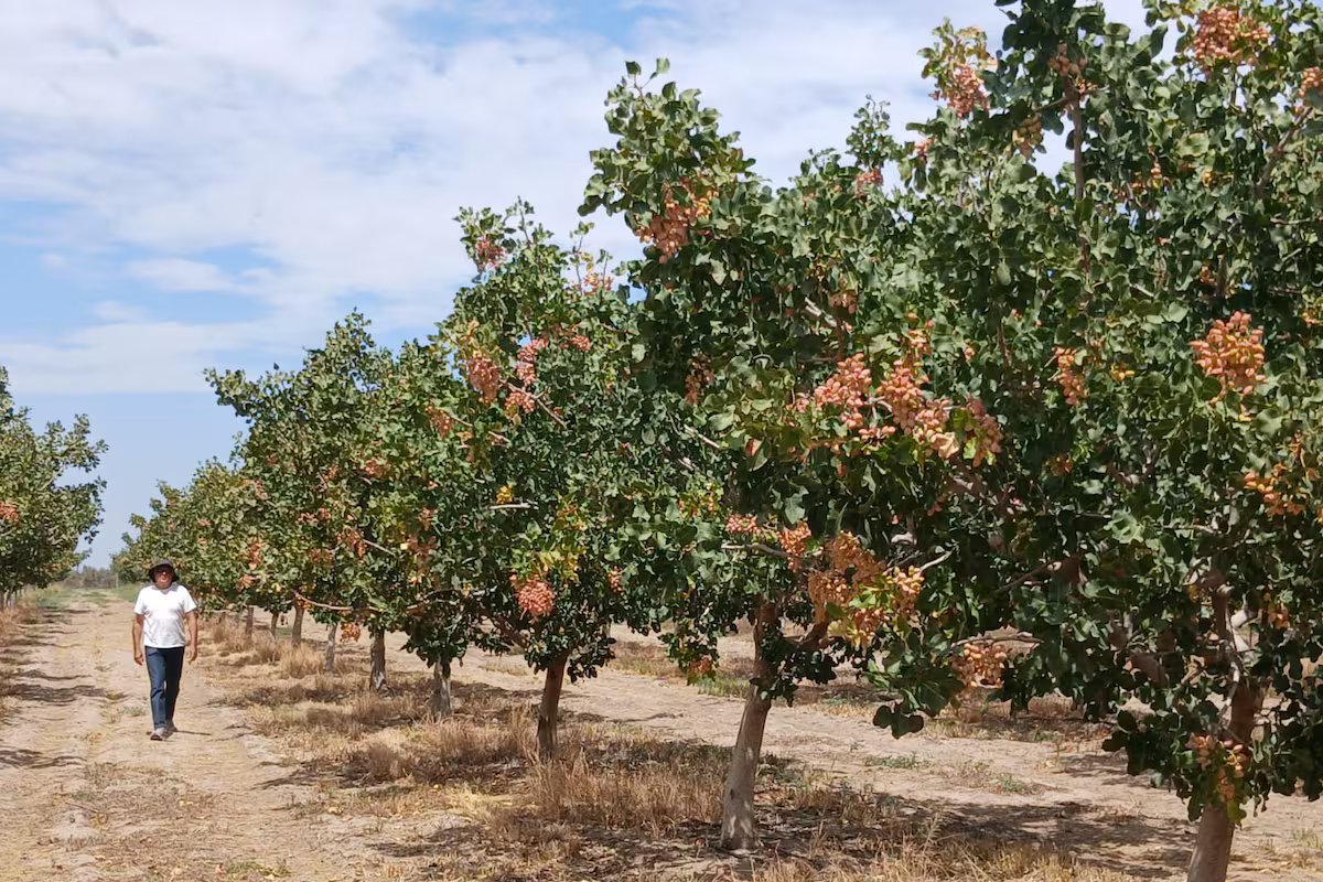 “Entra cereja, pistache, vacas”. numa província os produtores abandonam o vinho e mudam de campo;
