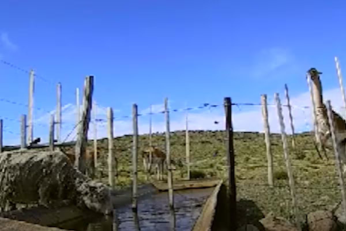 Especialistas do INTA estudaram barreiras para impedir que guanacos bebam água de ovelhas