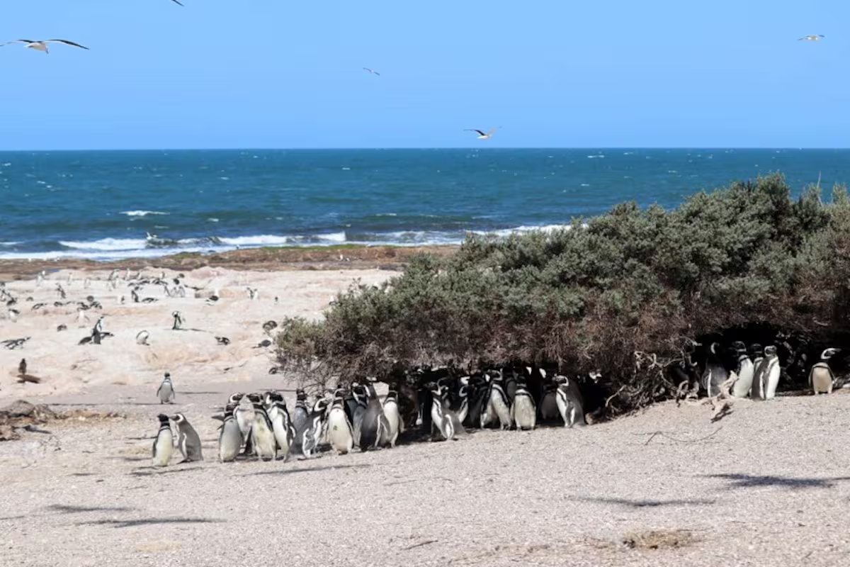 “Espécies sentinela”. uma boa notícia para a natureza, a população de pinguins de Magalhães na costa argentina está aumentando.