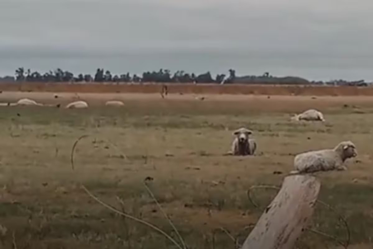 “Foi impressionante.” um forte tornado explodiu as ovelhas e matou 20 no campo.