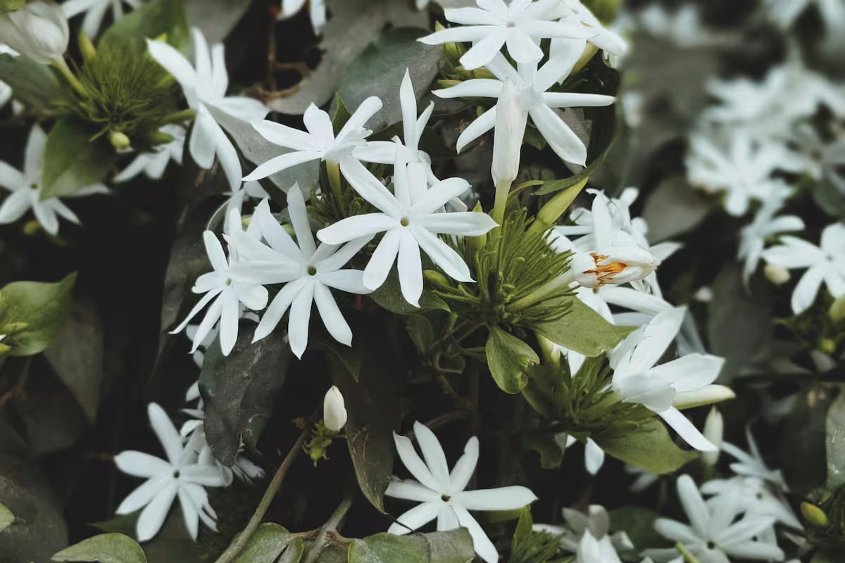 Magia noturna. quais flores abrem à noite e como cuidar delas