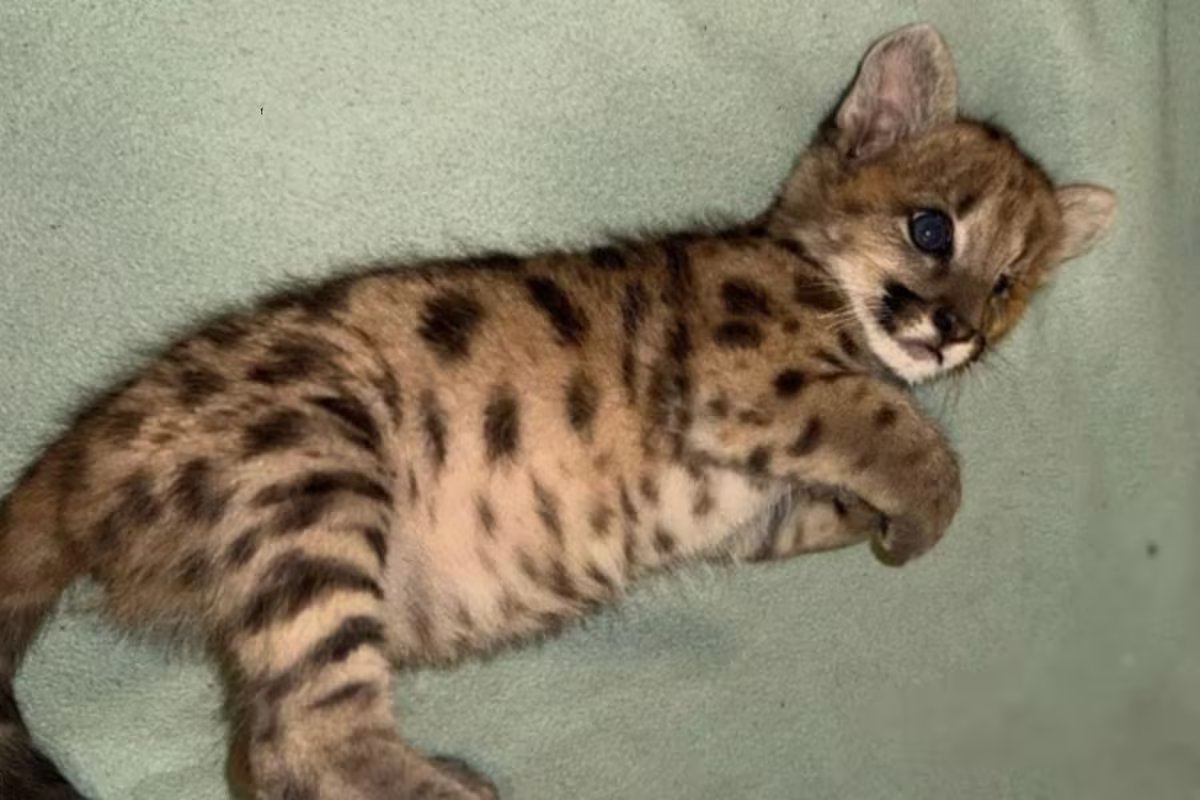 Malvina: Filhote de puma sobrevive a ataque brutal na Rota 40 e agora se recupera em um santuário