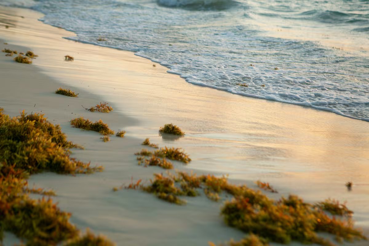 Más notícias na Flórida. mais uma temporada recorde de sargaço nas praias se aproxima