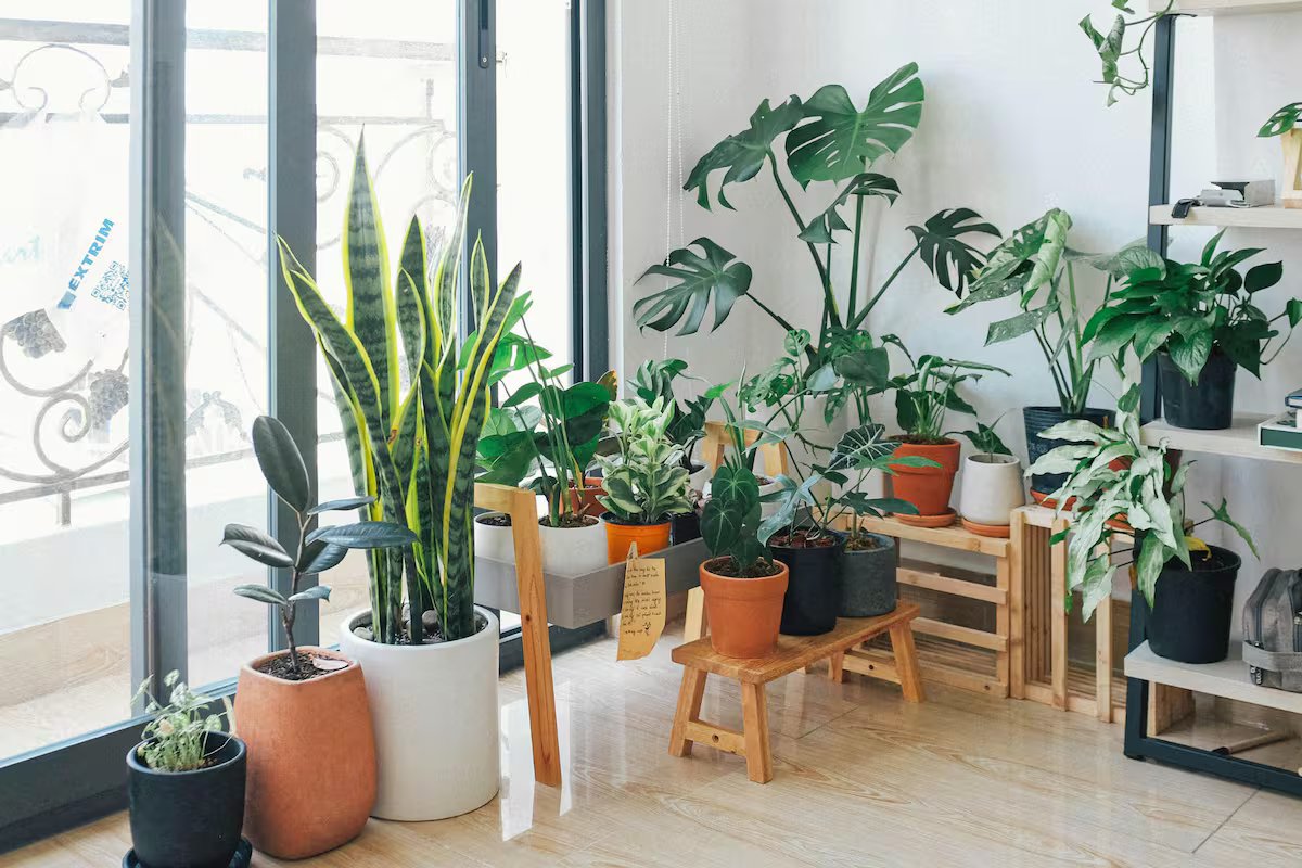 Nem língua de sogra nem samambaia. Estas são as 5 melhores plantas de interior.