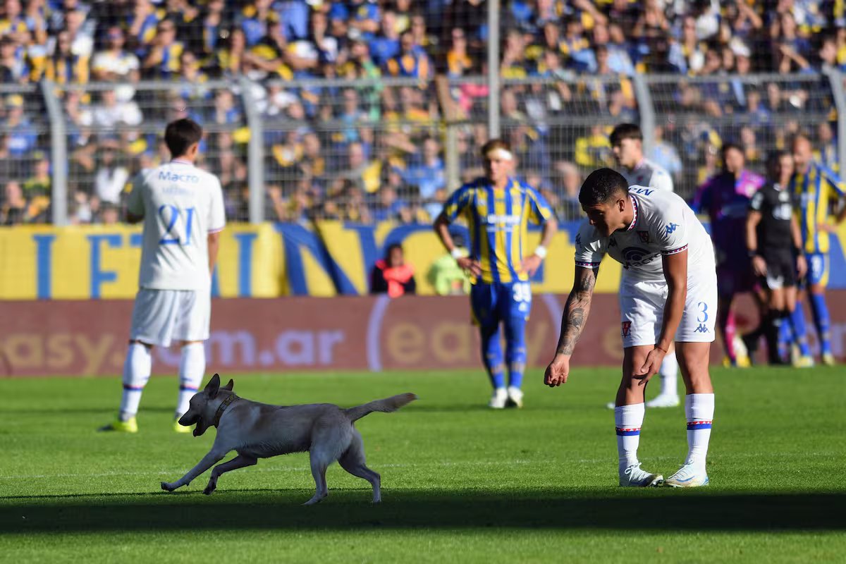 O cachorro interrompeu a partida entre Rosário Central e Tigre. “Eu queria definir.”