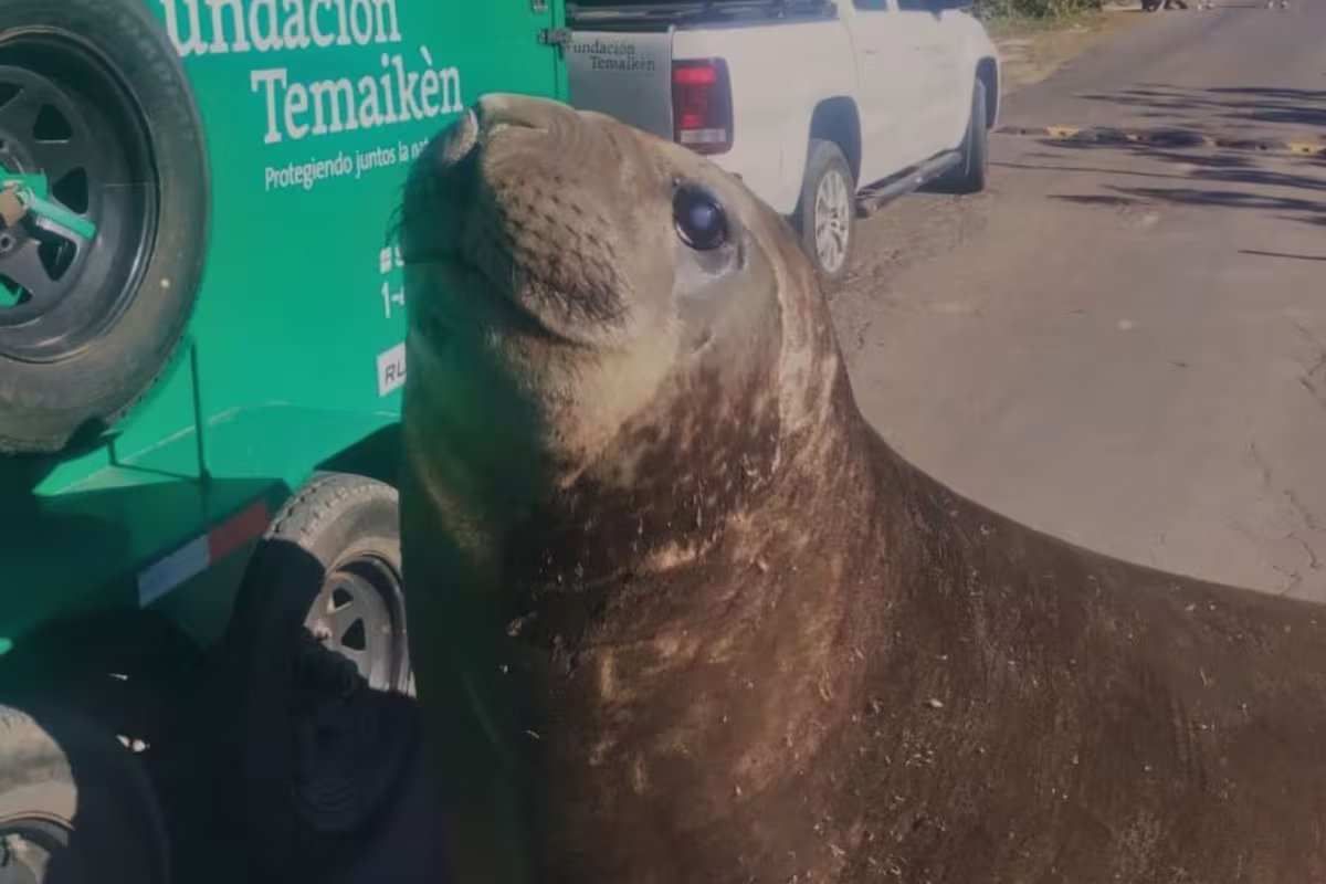 O elefante marinho encontrado em Ensenada foi resgatado e solto no mar